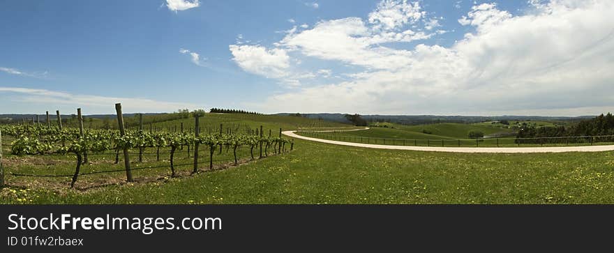 Panorama of road leading through green hills and vineyards. Panorama of road leading through green hills and vineyards