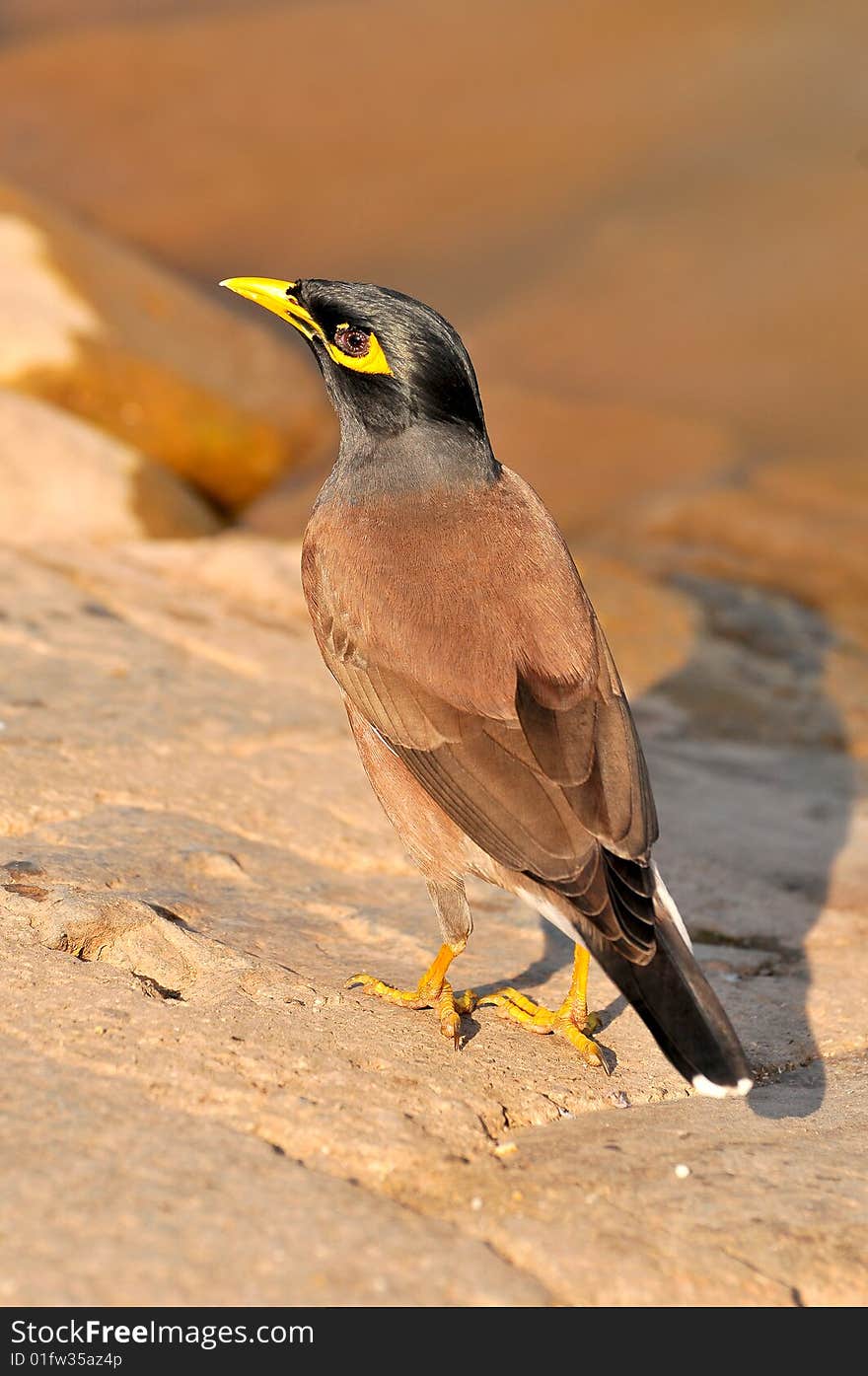 Common myna looking great on the sea shore..