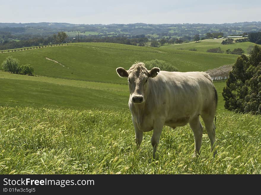 Cow Standing in field