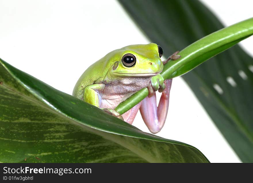 Frog