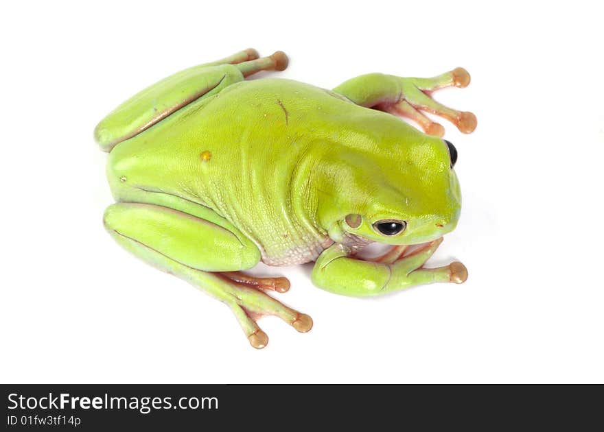 Green Tree Frog