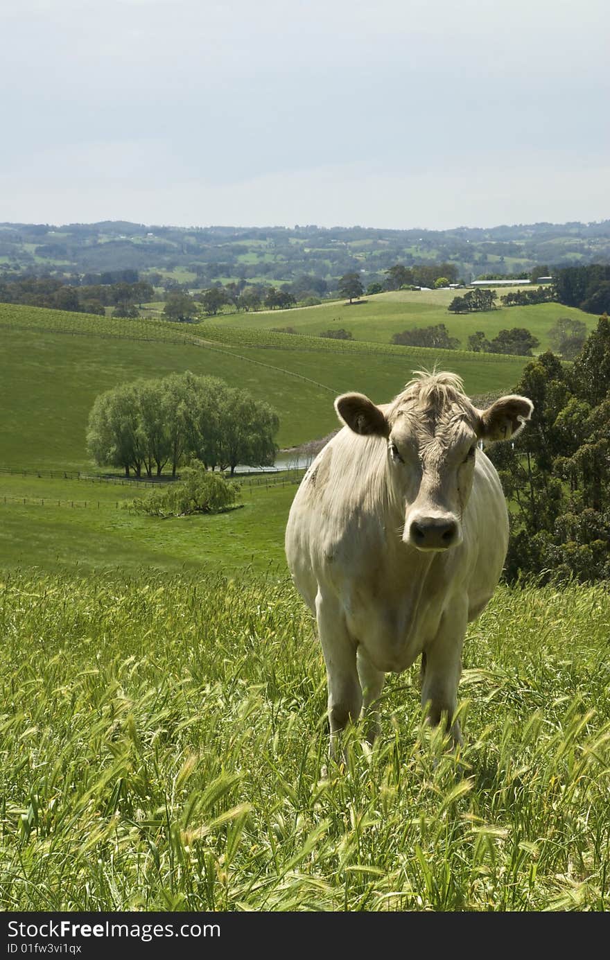 Cow Standing in field