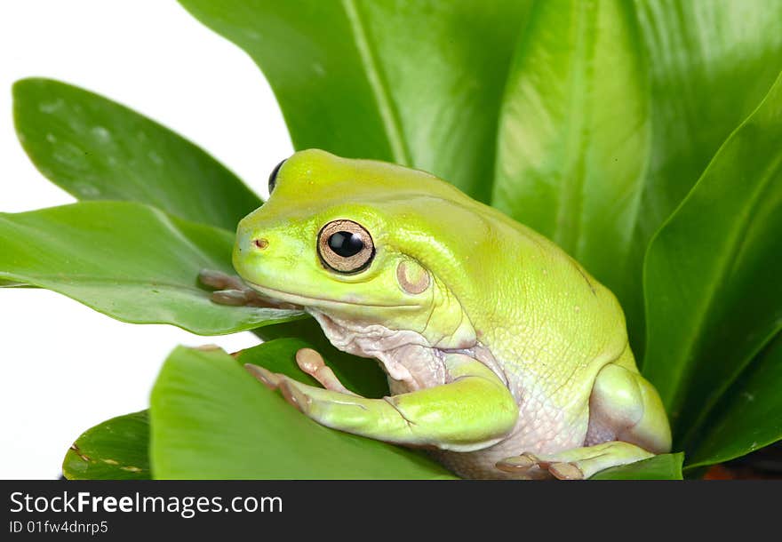 Green tree frog