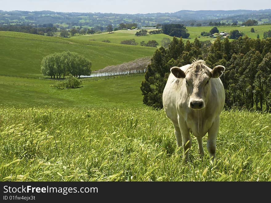 Cow Standing in field