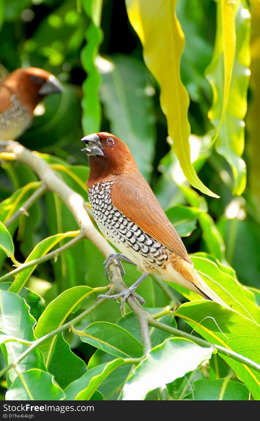 Spotted munia stting on the tree.