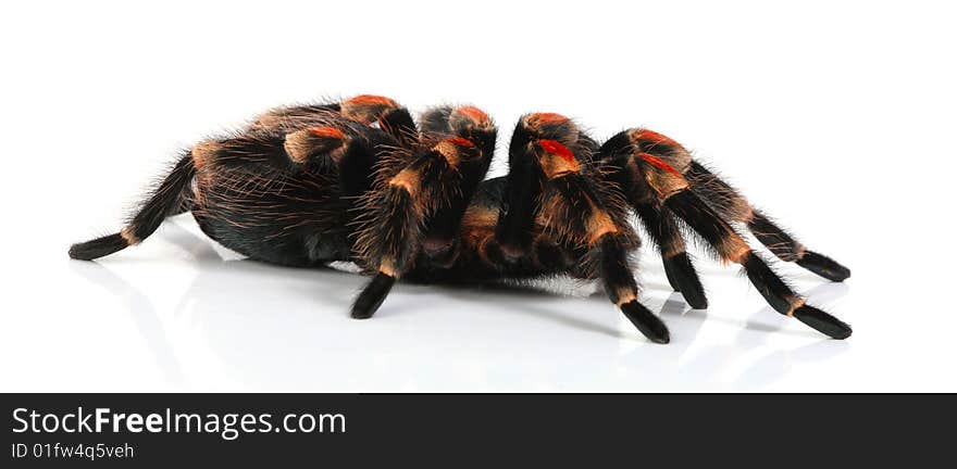 Red tarantula