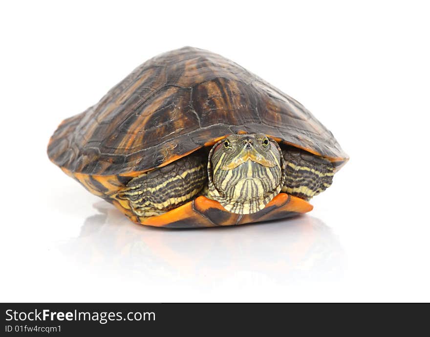 Turtle