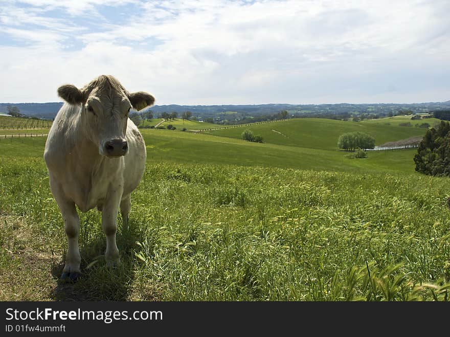 Cow Standing In Field