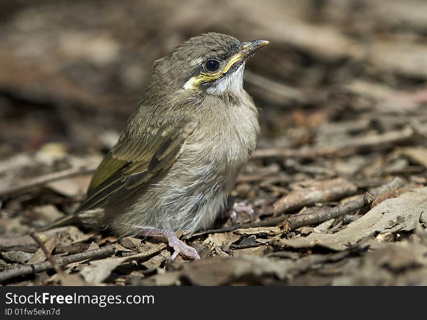 Baby bird in bark