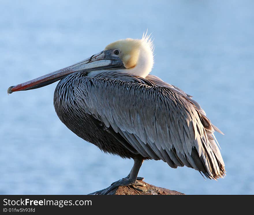 Portrait of a pelican   standing near the ocean