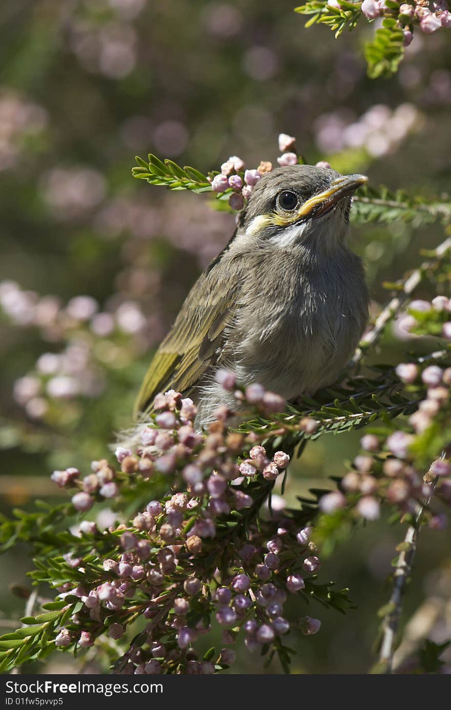 Baby bird sitting in flowering tree