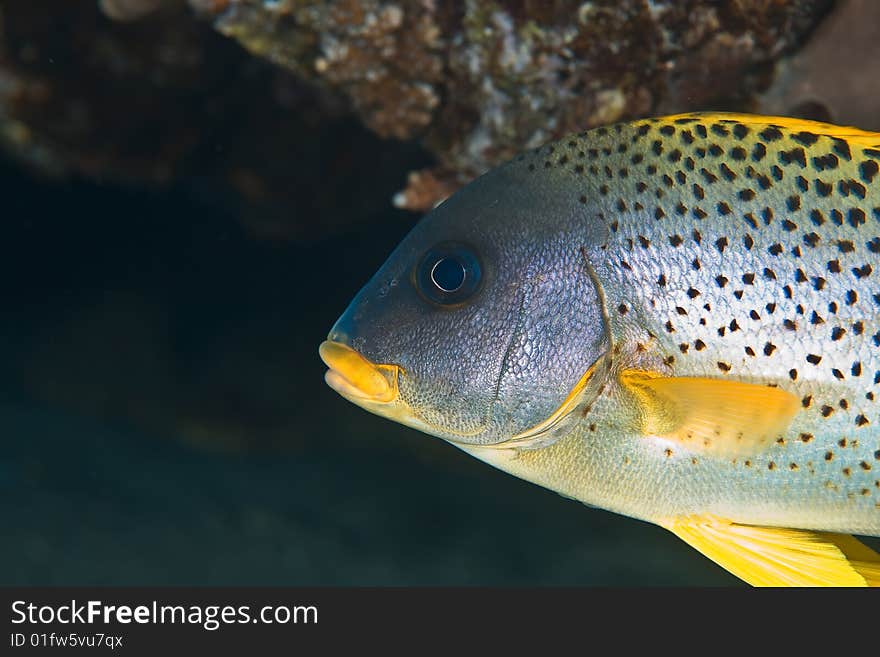 Blackspotted sweetlip (plectorhinchus flavomaculatus)taken in the red sea.