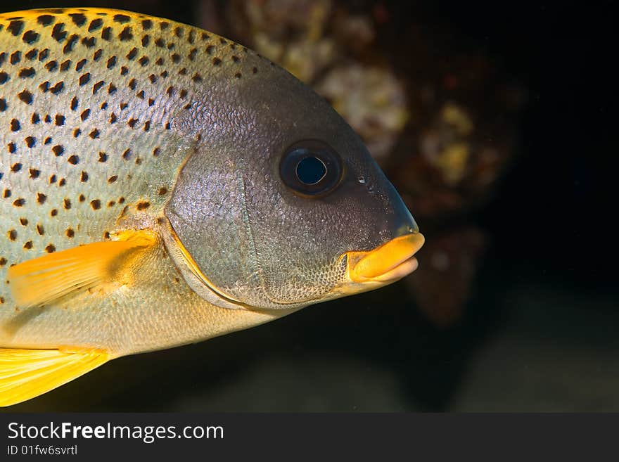 Blackspotted sweetlip (plectorhinchus flavomaculatus)taken in the red sea.