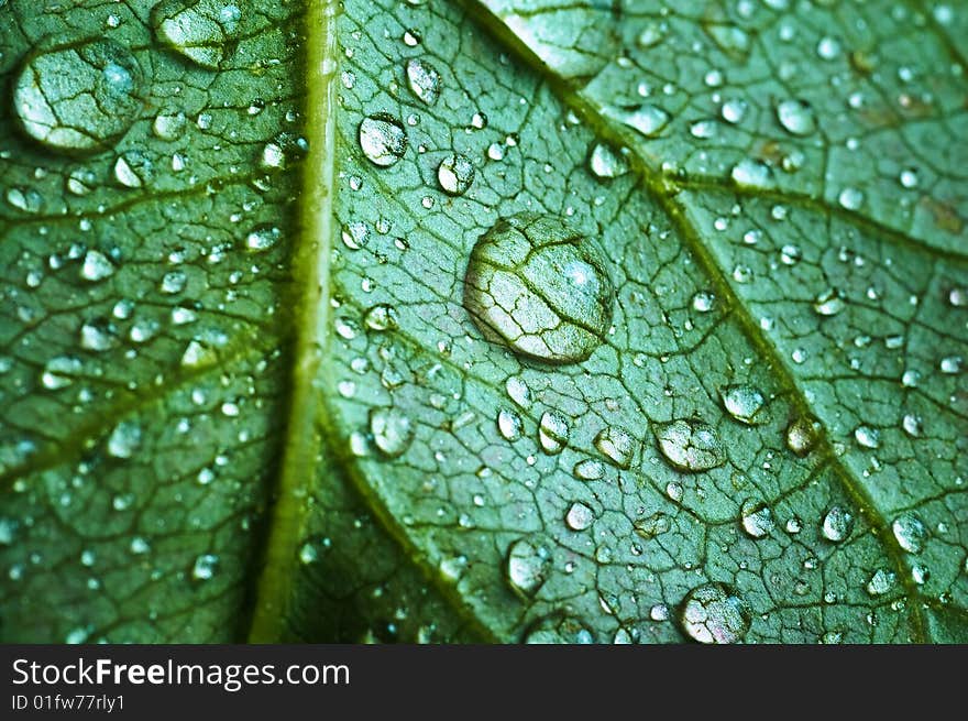 Beautiful Leaf With Drops