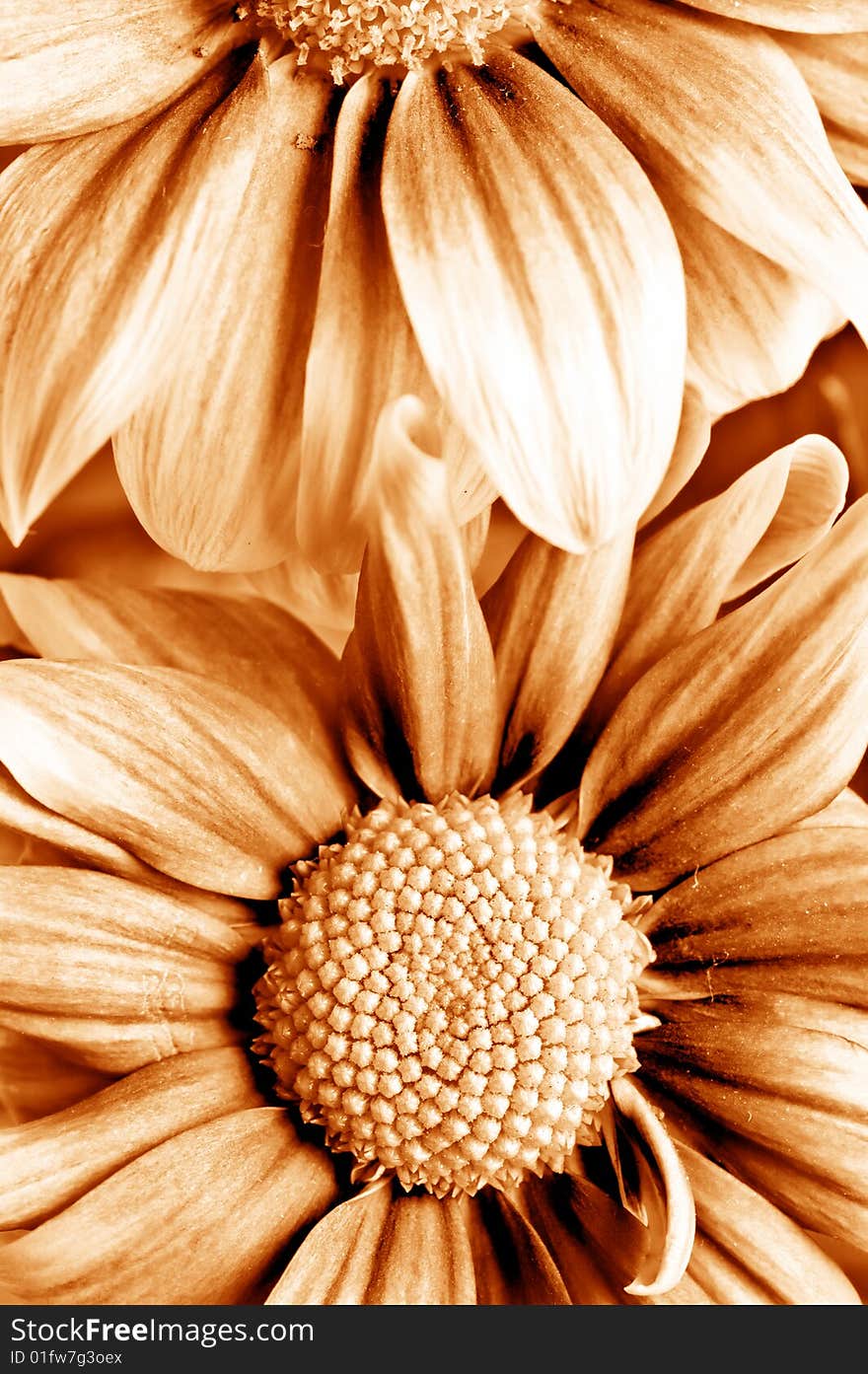 Beautiful close up daisy gerbera. Beautiful close up daisy gerbera