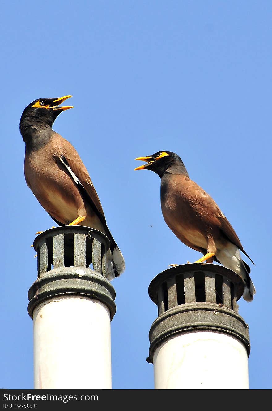 Myna looking great in wild.