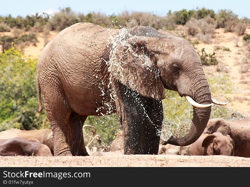 This elephant was spraying himself to get cool from the heat. This elephant was spraying himself to get cool from the heat