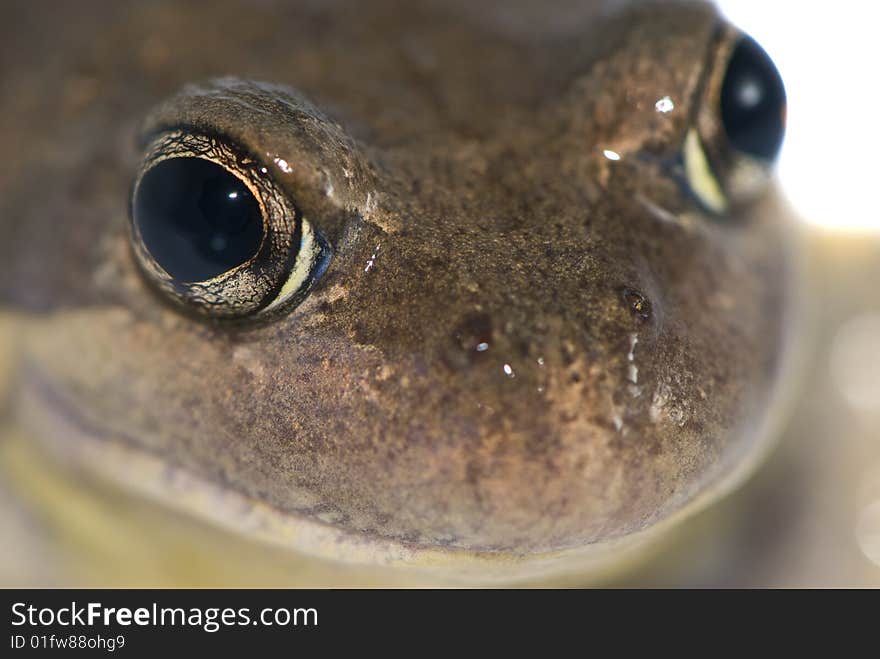 Close up of frog isolated by white