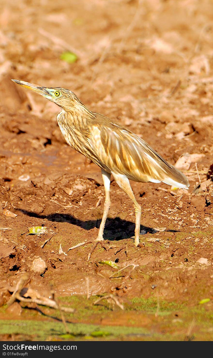 Black crowned heron