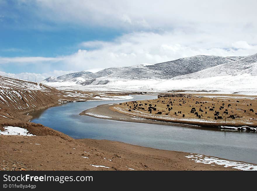 Snow Mountains and a brook in Tibet,with yaks on the bank in an early Spring morning. Snow Mountains and a brook in Tibet,with yaks on the bank in an early Spring morning