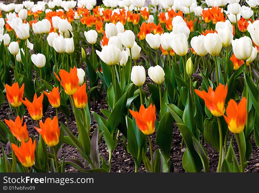 Colorful tulips