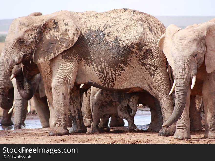 A large muddy elephant with a teenage bull