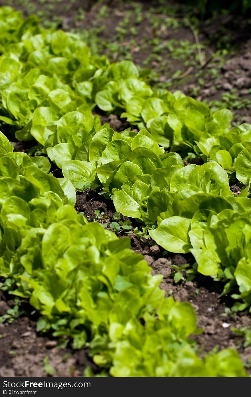 Fresh salad rows in the garden