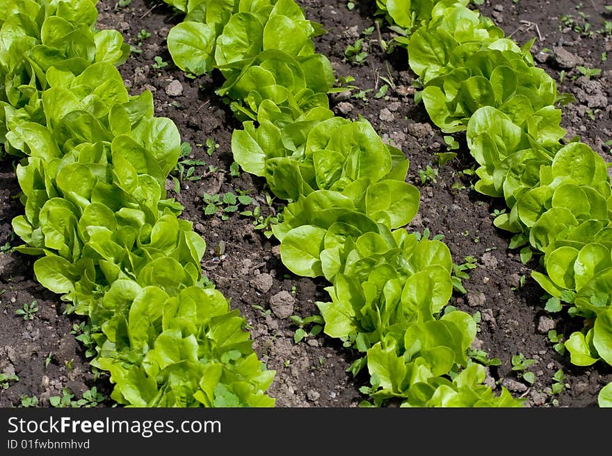 Green rows of fresh salad in the garden