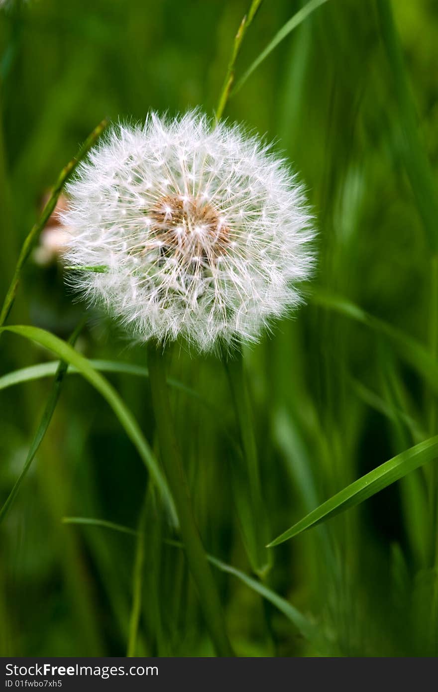 Isolated dandelion in the green grass