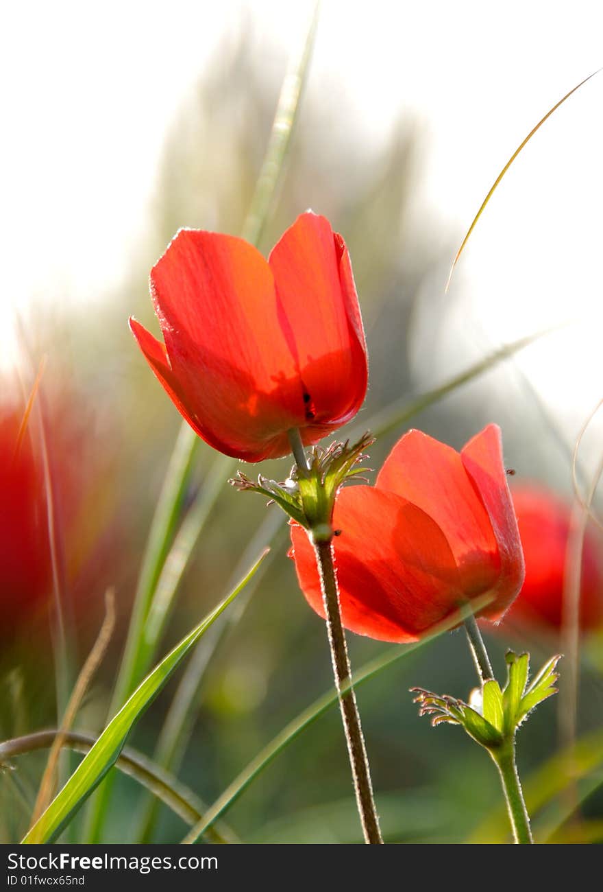 Red anemones