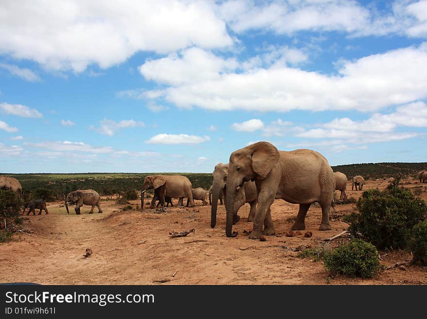 A herd of elephants walking under a blue sky from a waterhole. A herd of elephants walking under a blue sky from a waterhole