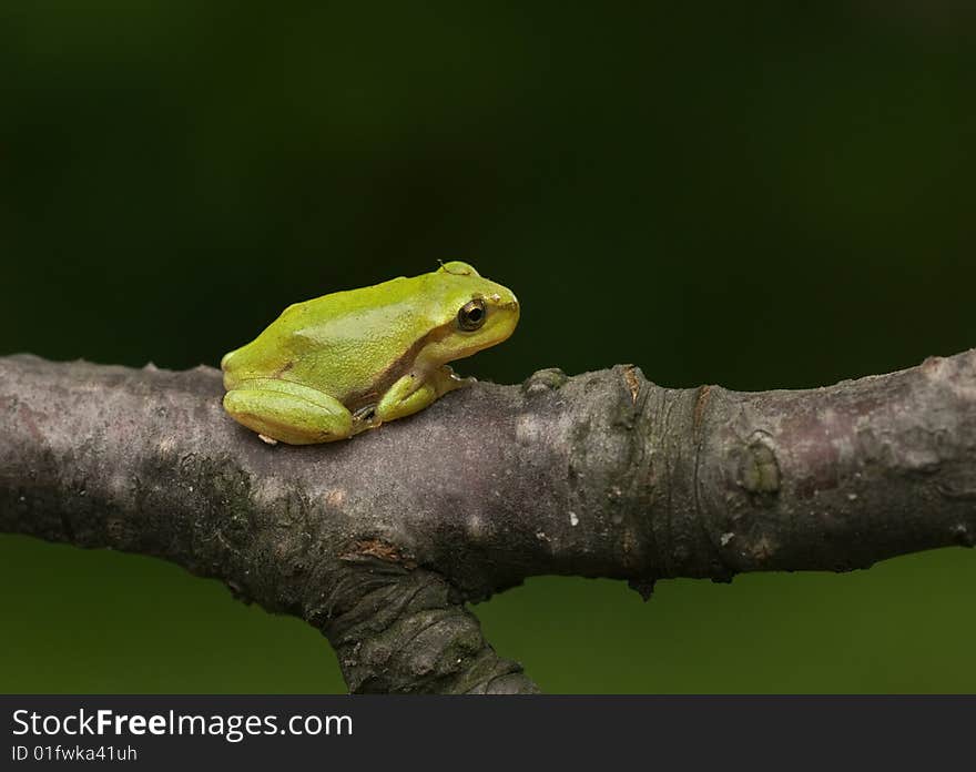 A little baby of a common tree frog. A little baby of a common tree frog