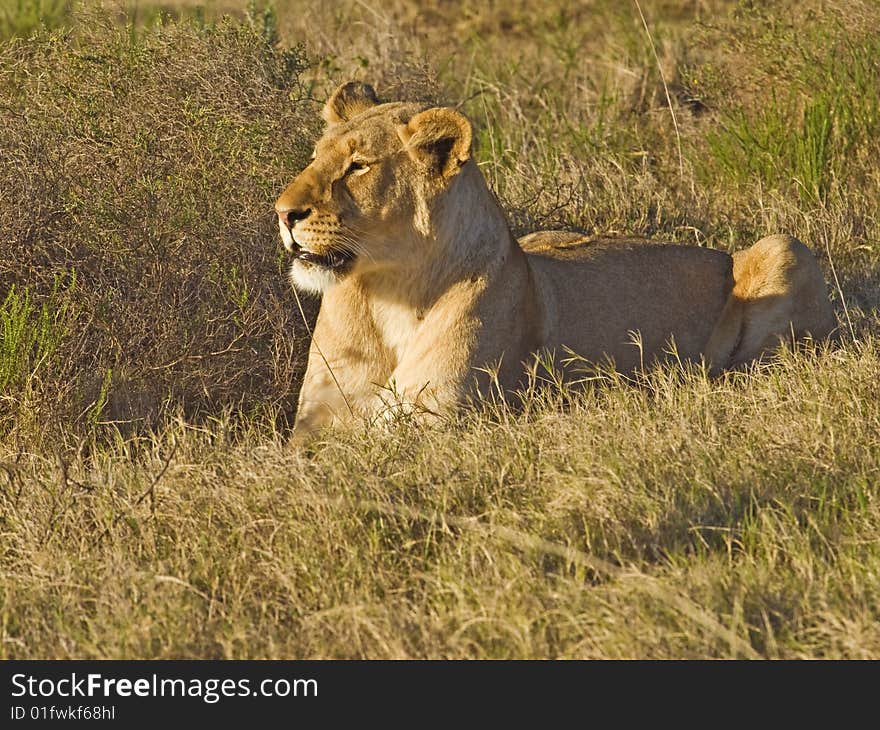 Lion In Grass