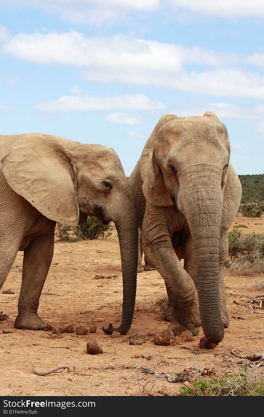 Two elephant cows being very social