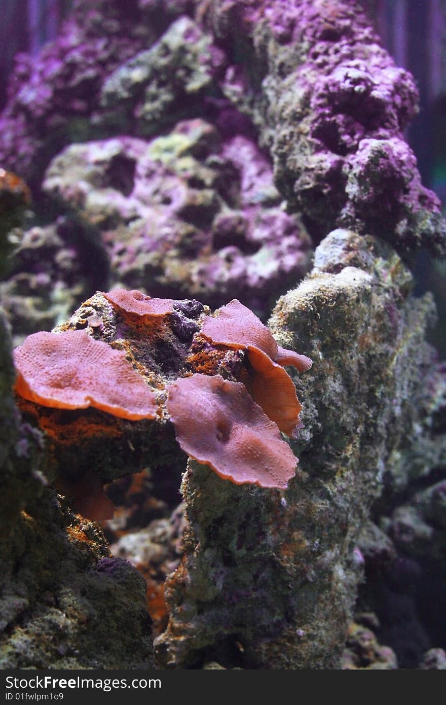 Colored coral in aquarium with water