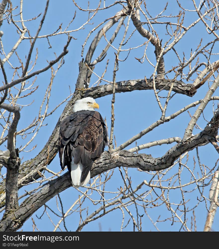 Bald eagle perched on a tree branch against blue sky