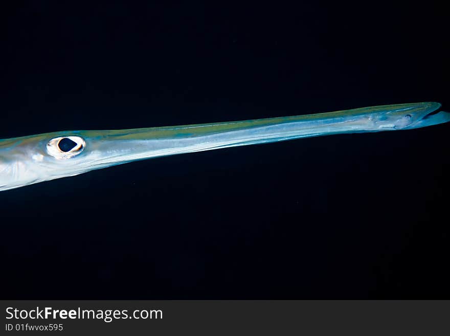 Smooth cornetfish (fistularia commersonii)taken in the red sea.