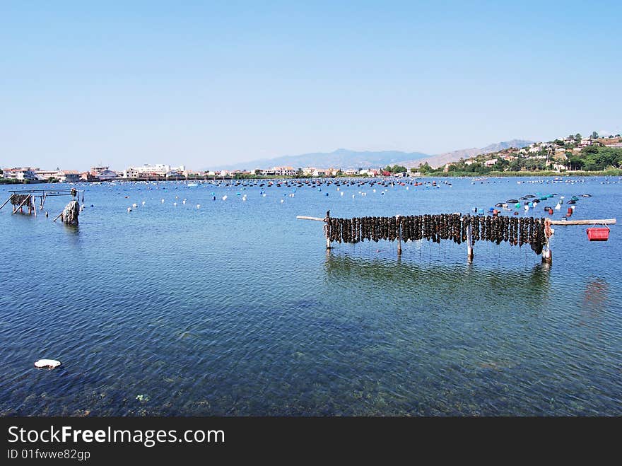 A farm of mussels in the lake of faro, in Messina, Sicily. A farm of mussels in the lake of faro, in Messina, Sicily.