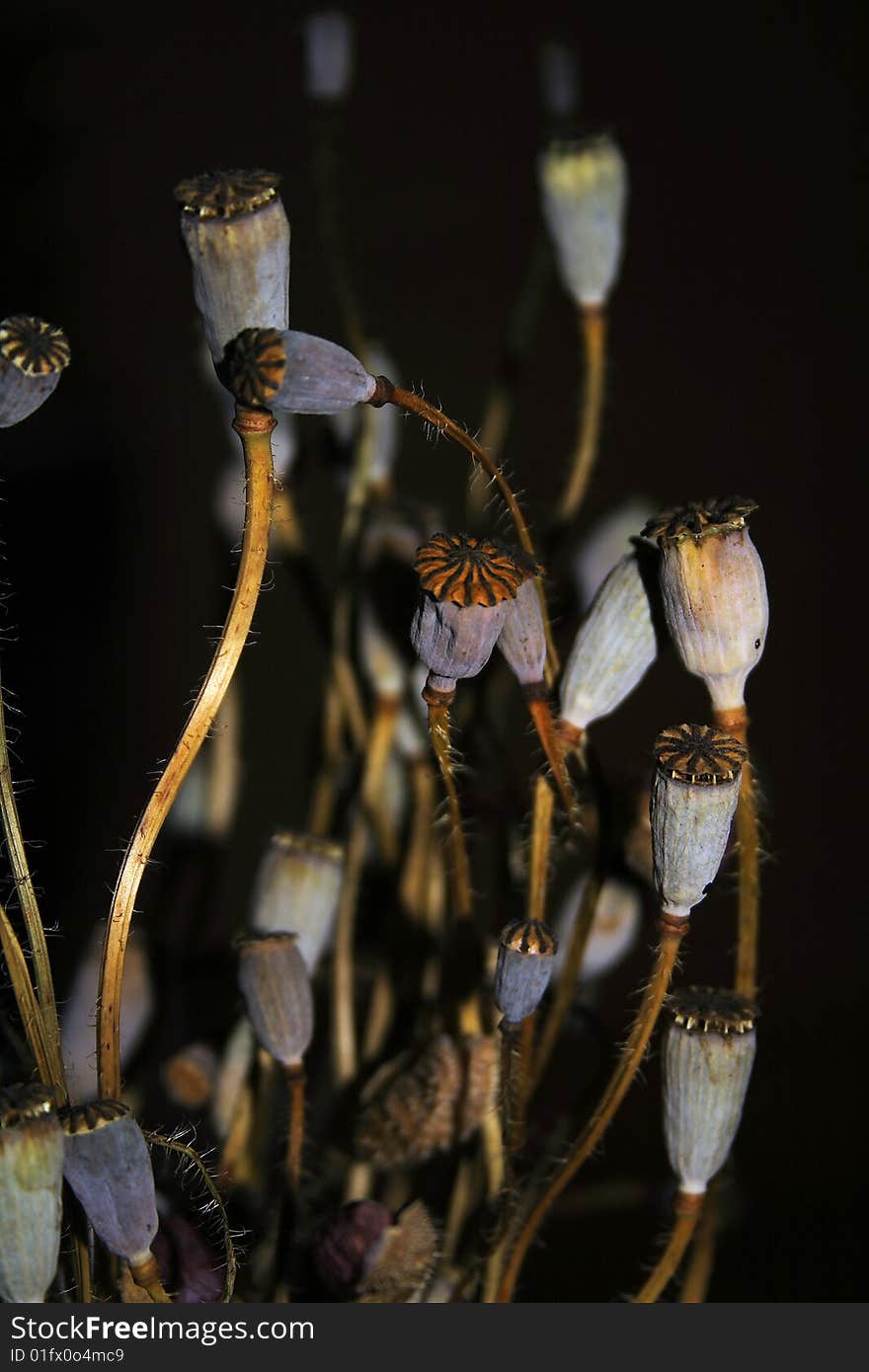 Collection of dried botanical specimens. Collection of dried botanical specimens