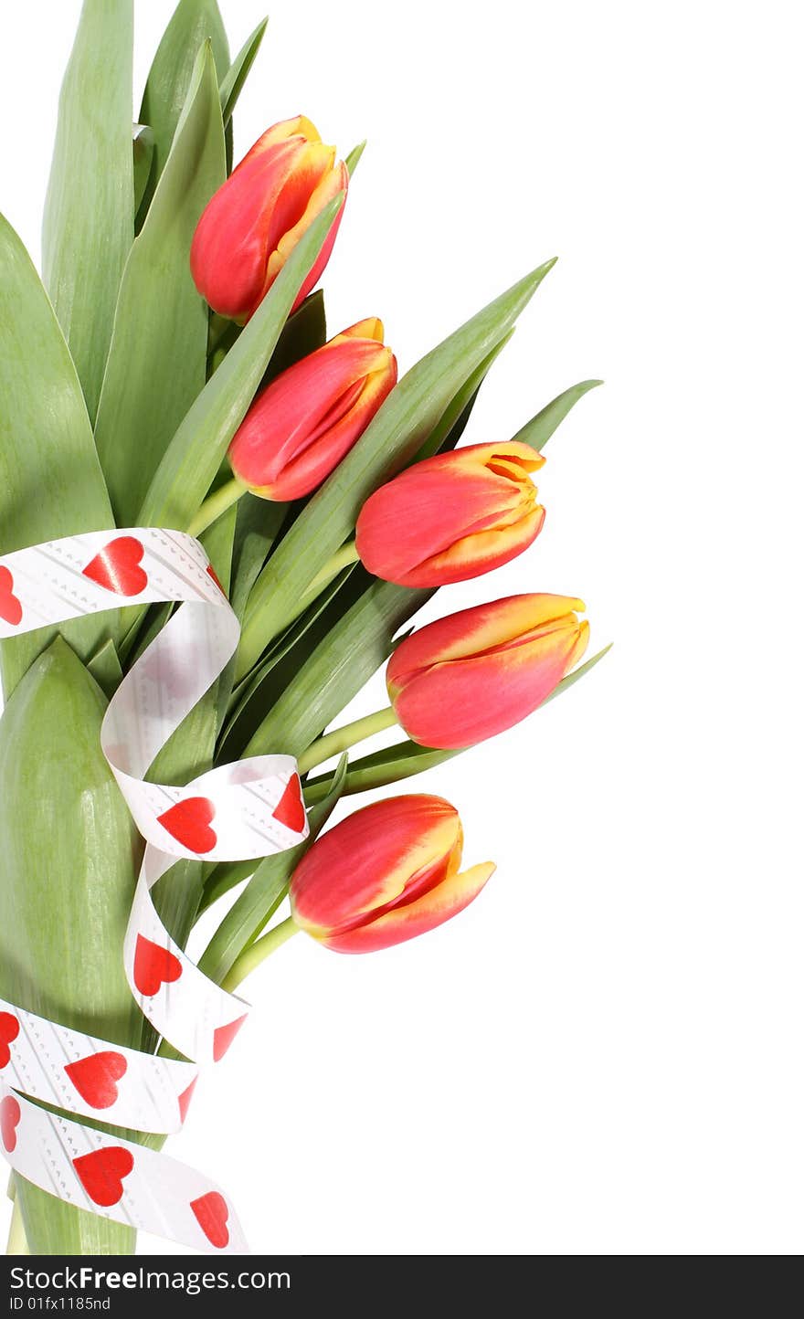 Tulip Flowers Isolated