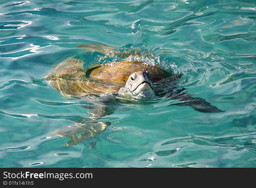 Turtle swimming in the ocean