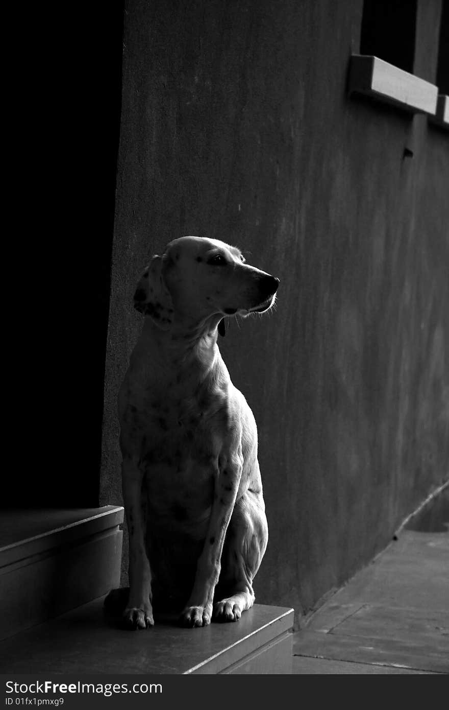 Dalmatian dog - black and white - modern building