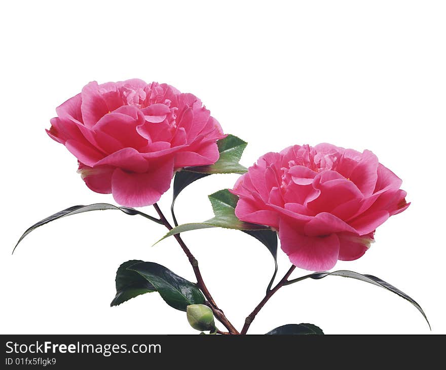 Spring flowers with white background.