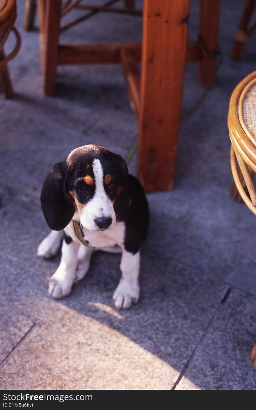 A dog have rest in the sidewalk. A dog have rest in the sidewalk