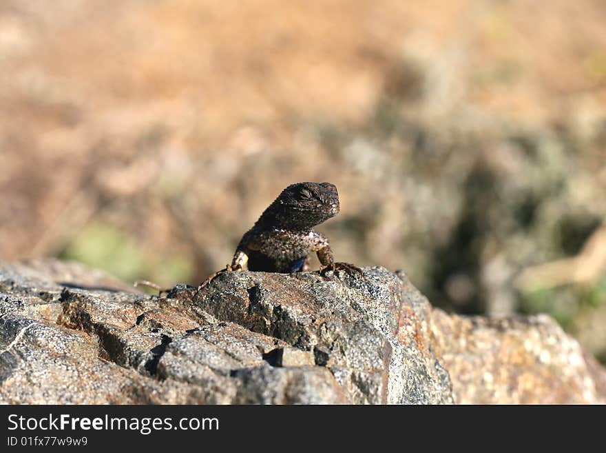 Lizard on stone in California