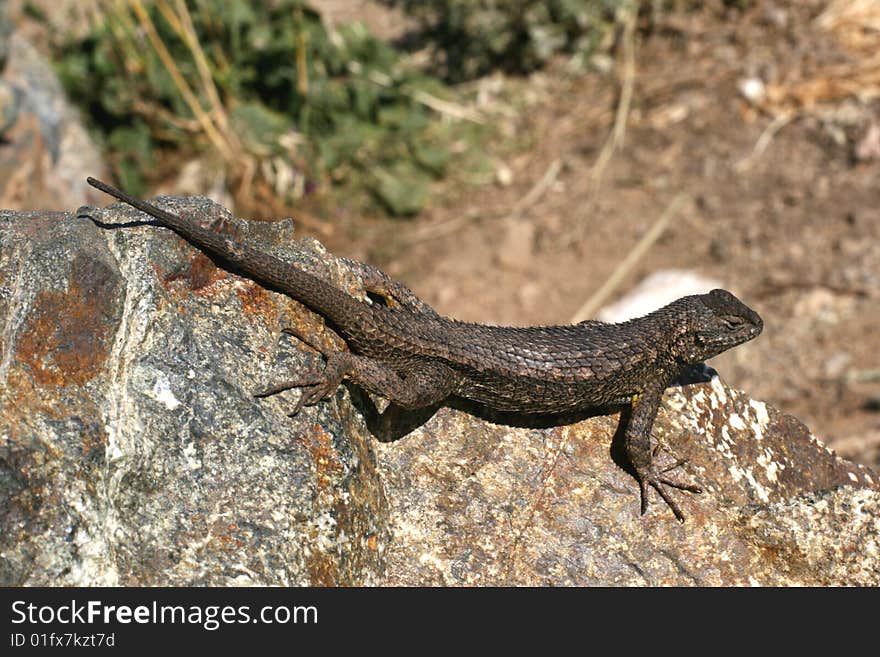 Lizard on stone in California