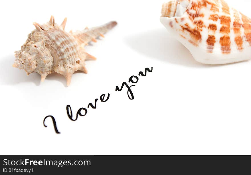 I love you text and shells isolated on white background