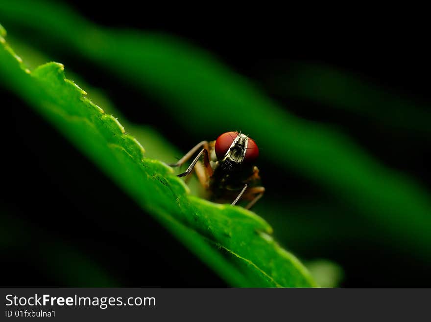 Golden fly on the leaf, dark background