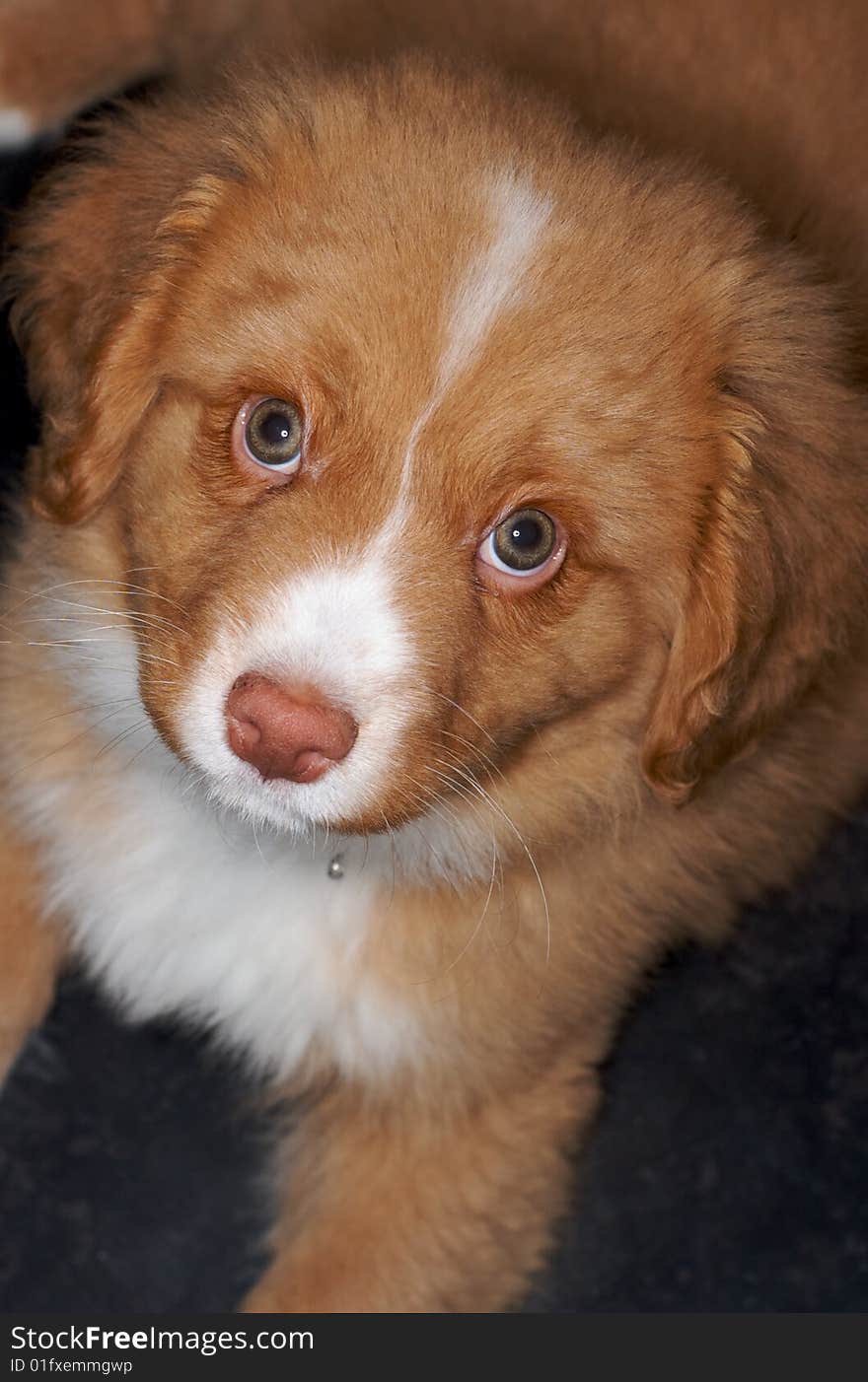 Nova Scotia Duck Toller puppy