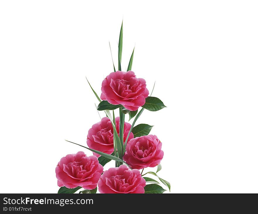 Spring flowers with white background.